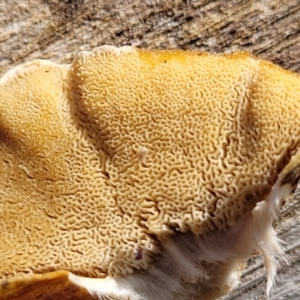 Trametes versicolor at Sherwood Forest - 19 Aug 2023 12:38 PM