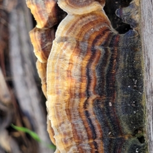 Trametes versicolor at Sherwood Forest - 19 Aug 2023 12:38 PM