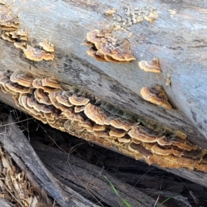 Trametes versicolor at Sherwood Forest - 19 Aug 2023