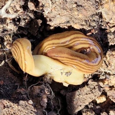 Fletchamia quinquelineata (Five-striped flatworm) at Coree, ACT - 19 Aug 2023 by trevorpreston