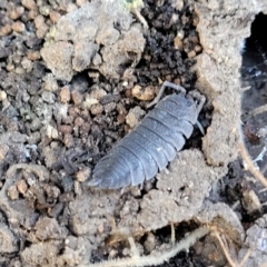 Porcellio scaber (Common slater) at Sherwood Forest - 19 Aug 2023 by trevorpreston