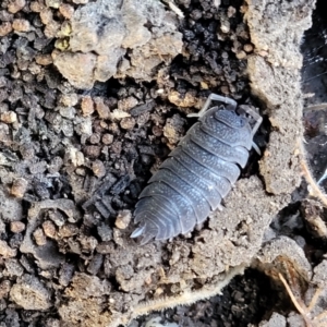 Porcellio scaber at Coree, ACT - 19 Aug 2023 12:37 PM