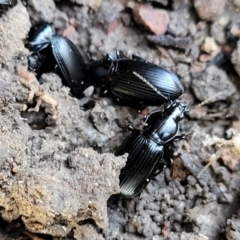 Carabidae sp. (family) (A ground beetle) at Sherwood Forest - 19 Aug 2023 by trevorpreston