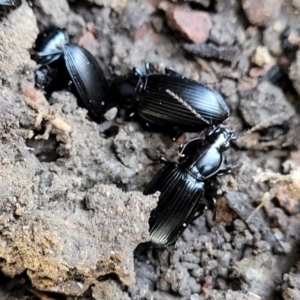 Carabidae sp. (family) at Coree, ACT - 19 Aug 2023