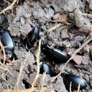 Carabidae sp. (family) at Coree, ACT - 19 Aug 2023