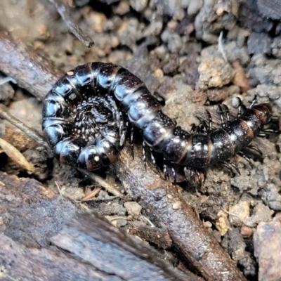 Paradoxosomatidae sp. (family) (Millipede) at Sherwood Forest - 19 Aug 2023 by trevorpreston