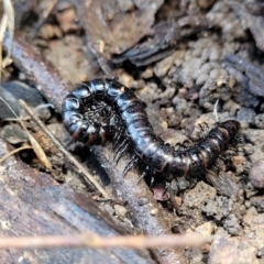 Paradoxosomatidae sp. (family) at Coree, ACT - 19 Aug 2023