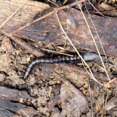 Paradoxosomatidae sp. (family) at Coree, ACT - 19 Aug 2023