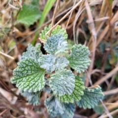 Marrubium vulgare (Horehound) at Sherwood Forest - 19 Aug 2023 by trevorpreston