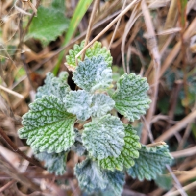 Marrubium vulgare (Horehound) at Coree, ACT - 19 Aug 2023 by trevorpreston