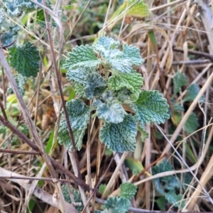 Marrubium vulgare at Coree, ACT - 19 Aug 2023