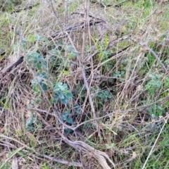 Marrubium vulgare at Coree, ACT - 19 Aug 2023