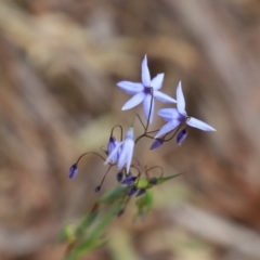 Stypandra glauca (Nodding Blue Lily) at Black Mountain - 18 Aug 2023 by JimL