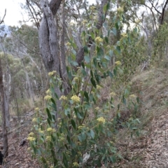 Pomaderris intermedia (Golden Pomaderris) at Black Mountain - 18 Aug 2023 by JimL