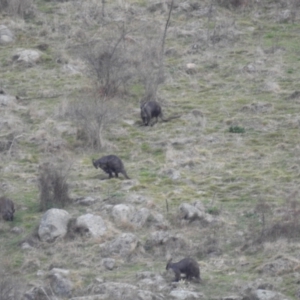 Osphranter robustus robustus at Bullen Range - 19 Aug 2023