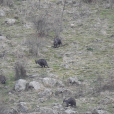 Osphranter robustus (Wallaroo) at Bullen Range - 18 Aug 2023 by HelenCross