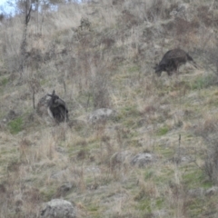 Osphranter robustus at Bullen Range - 19 Aug 2023