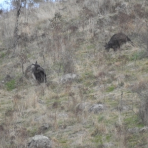 Osphranter robustus robustus at Bullen Range - 19 Aug 2023