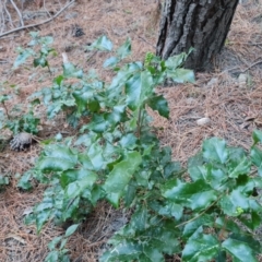 Berberis aquifolium (Oregon Grape) at Isaacs, ACT - 19 Aug 2023 by Mike