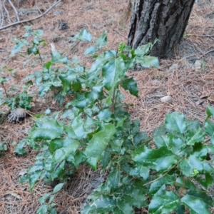 Berberis aquifolium at Isaacs, ACT - 19 Aug 2023