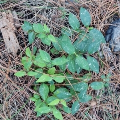 Ligustrum lucidum (Large-leaved Privet) at Isaacs Ridge and Nearby - 19 Aug 2023 by Mike