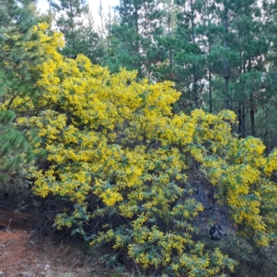 Acacia baileyana (Cootamundra Wattle, Golden Mimosa) at Isaacs Ridge and Nearby - 19 Aug 2023 by Mike