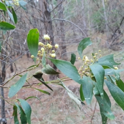 Acacia melanoxylon (Blackwood) at Isaacs, ACT - 19 Aug 2023 by Mike