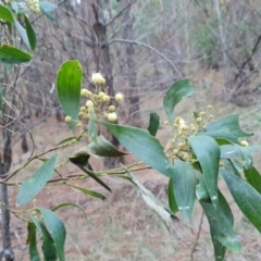 Acacia melanoxylon (Blackwood) at Isaacs Ridge and Nearby - 19 Aug 2023 by Mike