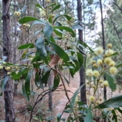 Acacia melanoxylon at Isaacs, ACT - 19 Aug 2023
