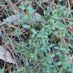 Gonocarpus tetragynus (Common Raspwort) at Isaacs, ACT - 19 Aug 2023 by Mike