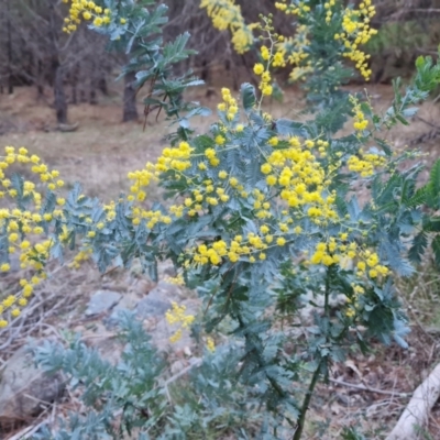 Acacia baileyana (Cootamundra Wattle, Golden Mimosa) at Isaacs Ridge and Nearby - 19 Aug 2023 by Mike