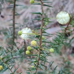 Acacia ulicifolia (Prickly Moses) at Isaacs Ridge and Nearby - 19 Aug 2023 by Mike