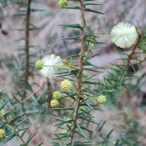 Acacia ulicifolia at Jerrabomberra, ACT - 19 Aug 2023