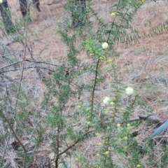 Acacia ulicifolia at Jerrabomberra, ACT - 19 Aug 2023 04:14 PM