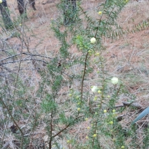 Acacia ulicifolia at Jerrabomberra, ACT - 19 Aug 2023