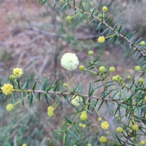 Acacia ulicifolia at Jerrabomberra, ACT - 19 Aug 2023