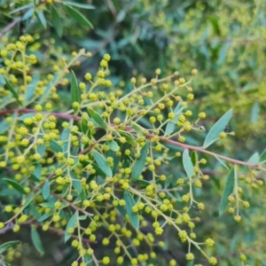 Acacia buxifolia subsp. buxifolia at Jerrabomberra, ACT - 19 Aug 2023 04:10 PM