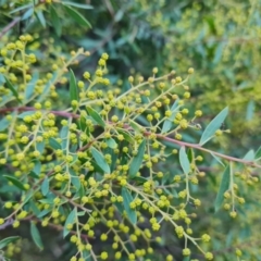 Acacia buxifolia subsp. buxifolia (Box-leaf Wattle) at Isaacs Ridge and Nearby - 19 Aug 2023 by Mike