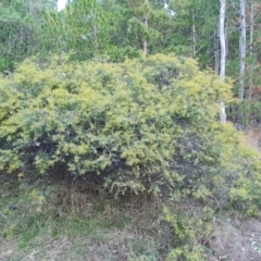 Acacia buxifolia subsp. buxifolia at Jerrabomberra, ACT - 19 Aug 2023 04:10 PM