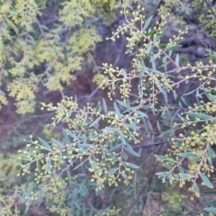 Acacia buxifolia subsp. buxifolia at Jerrabomberra, ACT - 19 Aug 2023