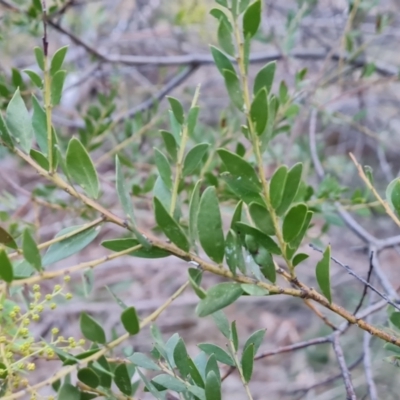 Acacia (genus) (A Wattle) at Jerrabomberra, ACT - 19 Aug 2023 by Mike