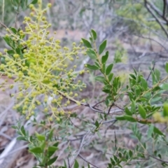 Acacia sp. at Jerrabomberra, ACT - 19 Aug 2023 04:08 PM