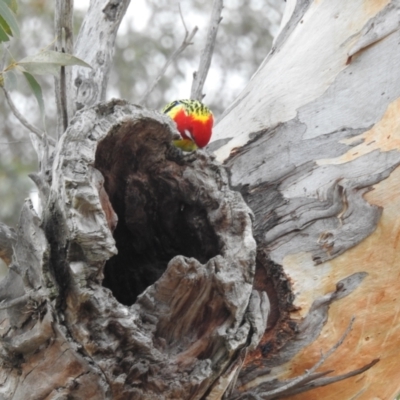 Platycercus eximius (Eastern Rosella) at Lions Youth Haven - Westwood Farm A.C.T. - 18 Aug 2023 by HelenCross