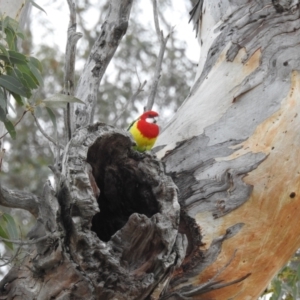 Platycercus eximius at Tuggeranong, ACT - 19 Aug 2023