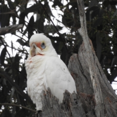Cacatua tenuirostris X sanguinea (Long-billed X Little Corella (Hybrid)) at Kambah, ACT - 19 Aug 2023 by HelenCross