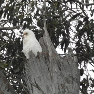 Cacatua tenuirostris X sanguinea at Kambah, ACT - 19 Aug 2023 09:32 AM