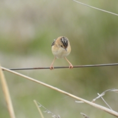 Cisticola exilis (Golden-headed Cisticola) at Lions Youth Haven - Westwood Farm A.C.T. - 18 Aug 2023 by HelenCross