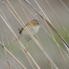 Cisticola exilis at Tuggeranong, ACT - 19 Aug 2023 08:58 AM