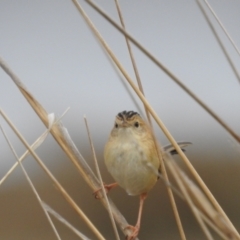 Cisticola exilis at Tuggeranong, ACT - 19 Aug 2023 08:58 AM