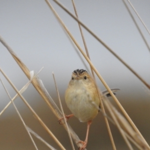 Cisticola exilis at Tuggeranong, ACT - 19 Aug 2023 08:58 AM